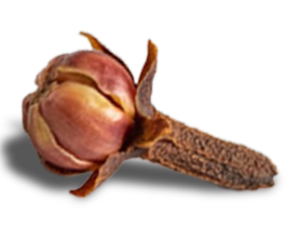 Clove Clove